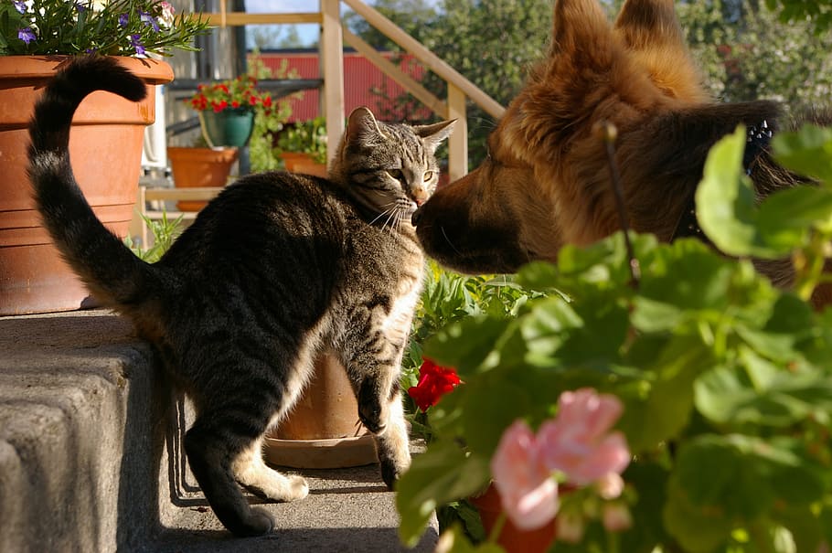 brown tabby cat near the dog, pets, curious, play, friends HD wallpaper
