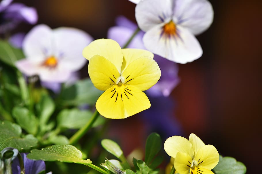 violet, yellow, flower, blossom, bloom, spring flower, garden HD wallpaper