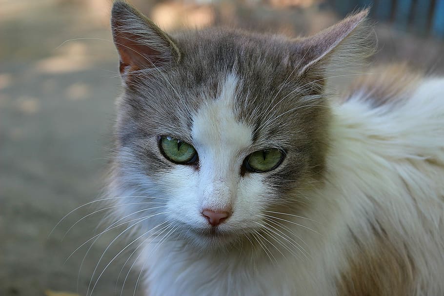 white and brown cat, Look, Animal, Wool, Grass, Eyes, mustache HD wallpaper