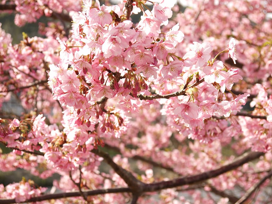 Cherry Blossoms, Flowers, Spring, pink, wood, pink color, tree HD wallpaper