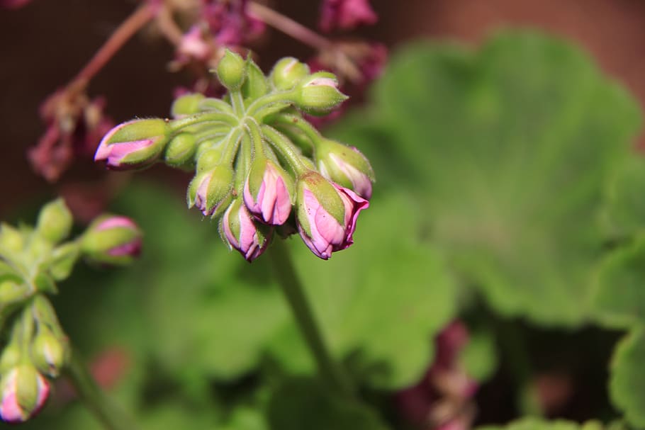 flowers, buds, bloom, flowering plant, beauty in nature, growth HD wallpaper