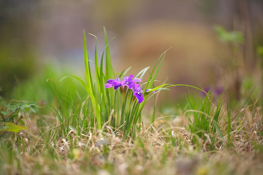purple iris flowers in bloom at daytime, nature, grass, hayfields HD wallpaper