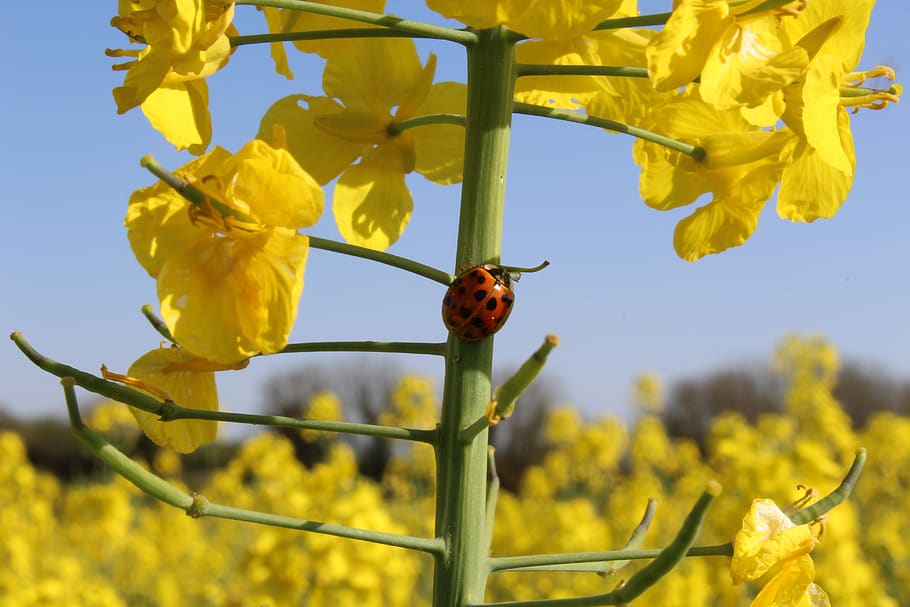 rapeseed, fields, nature, spring, agriculture, ladybug, yellow HD wallpaper