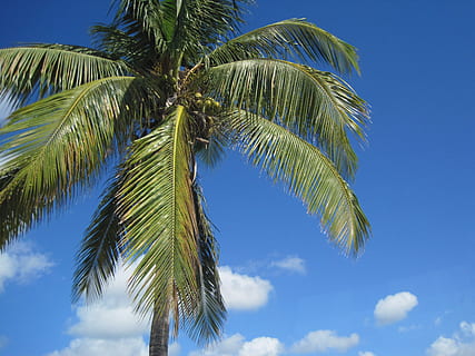 Palm, Vacation, Tree, Organic, agriculture, trunk, leaves, branches HD wallpaper