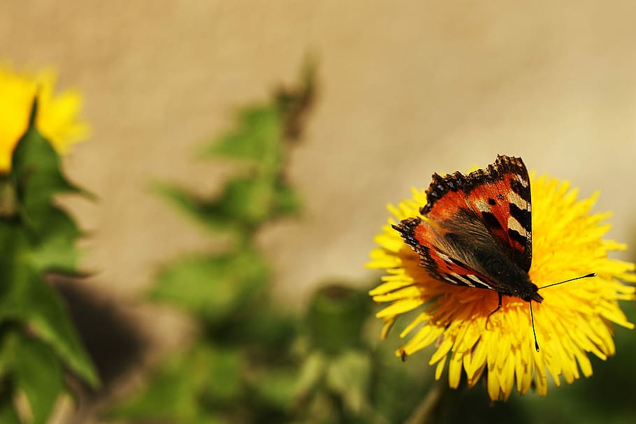 butterfly, dandelion, spring, nature, flower, insect, animal wildlife HD wallpaper