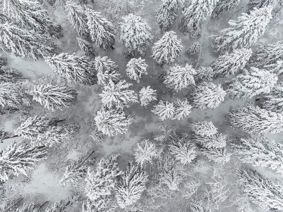 snow-covered forest, bird's eye view photo of trees covered in snow HD wallpaper
