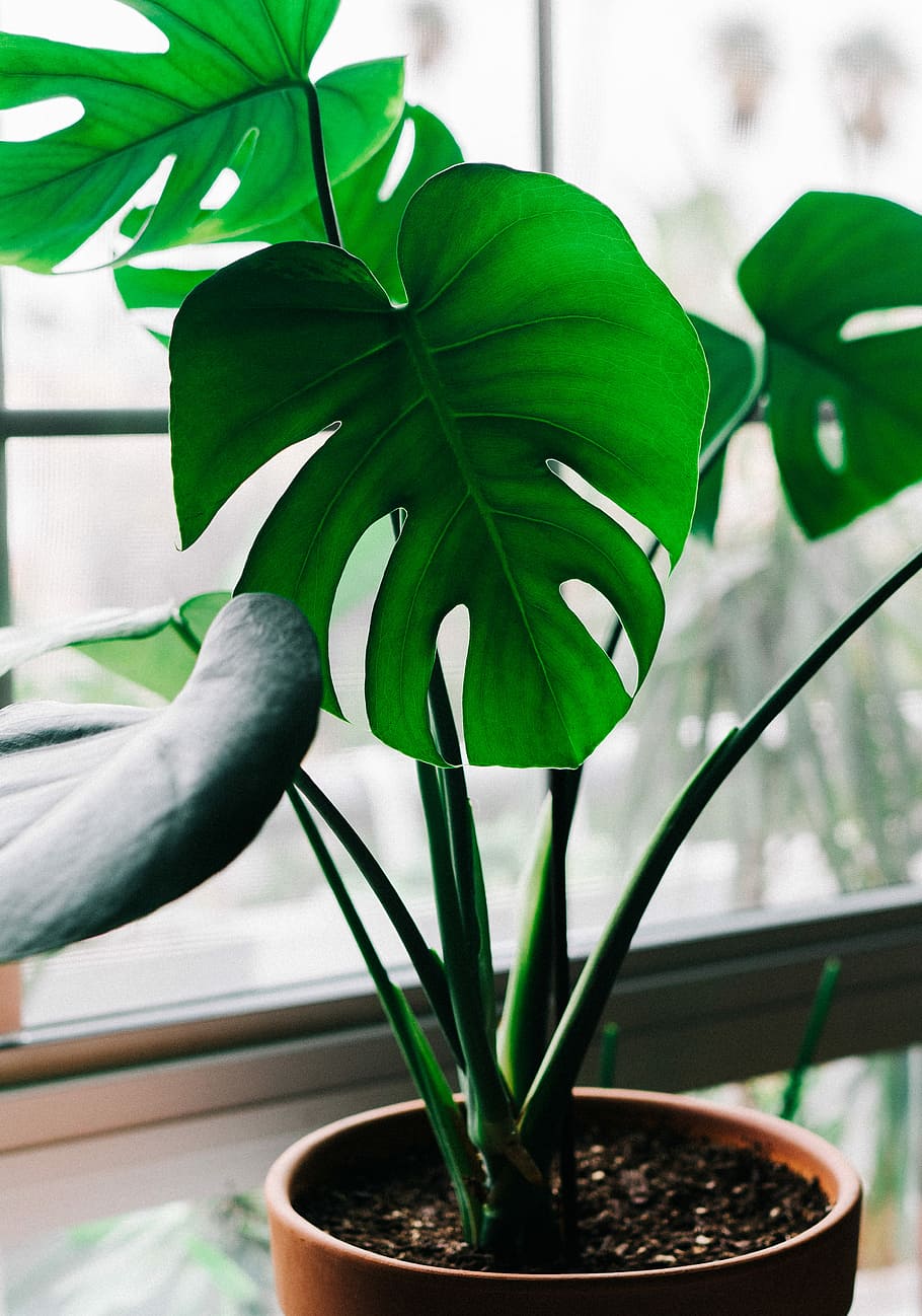 green leaf plant with brown pot, green leafed plant on brown pot near window HD wallpaper