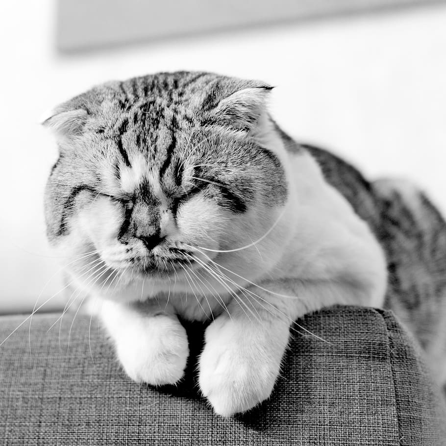 animals, pet, sleeping, cat, cute, black and white, domestic cat HD wallpaper