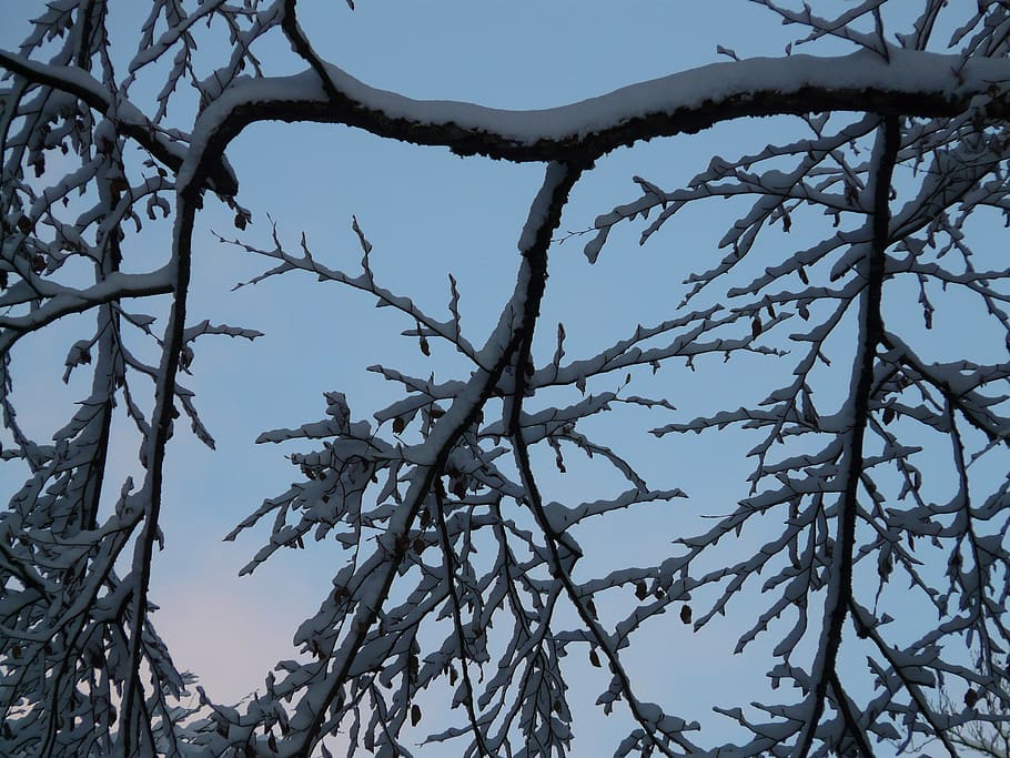 branch, branches, tree, snowy, winter, cold, icy, sky, plant HD wallpaper