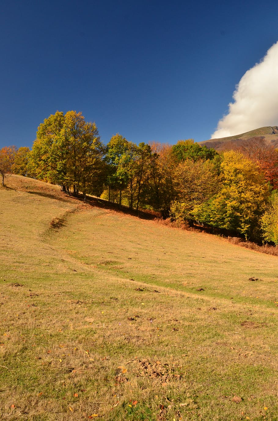 landscape, hill, nature, sky, summer, tree, forest, sun, countryside HD wallpaper