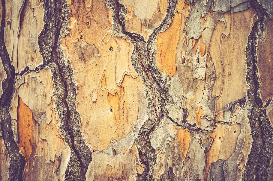 nature, trees, trunk, bark, texture, shapes, patterns, full frame HD wallpaper