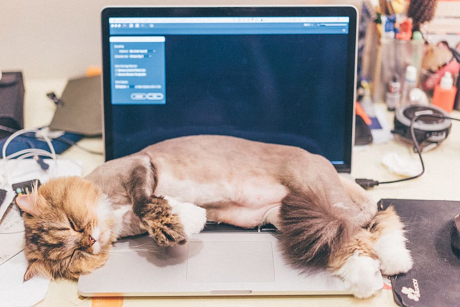 Cat, Lie, Down, Cute, lie down, pets, animal, domestic Cat HD wallpaper