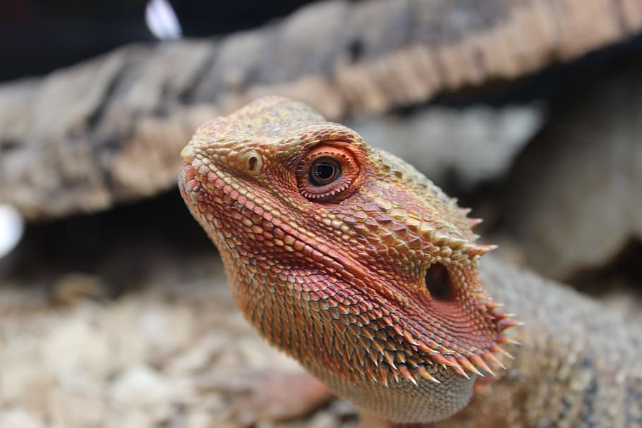lizard, bearded, dragon, reptile, wildlife, animal, scale, pet HD wallpaper