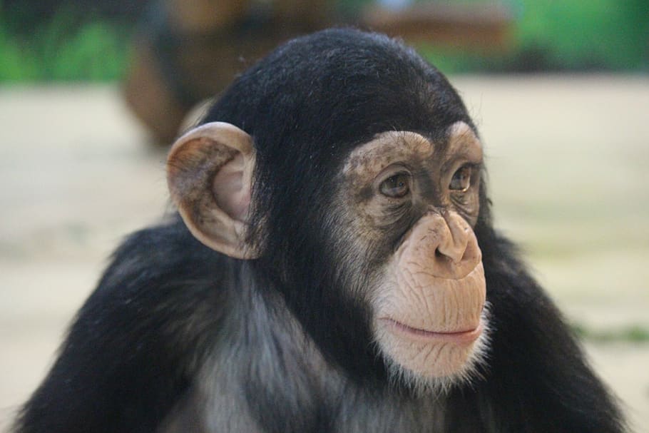 primates, monkey, ape, portrait, mammal, one animal, animal wildlife HD wallpaper