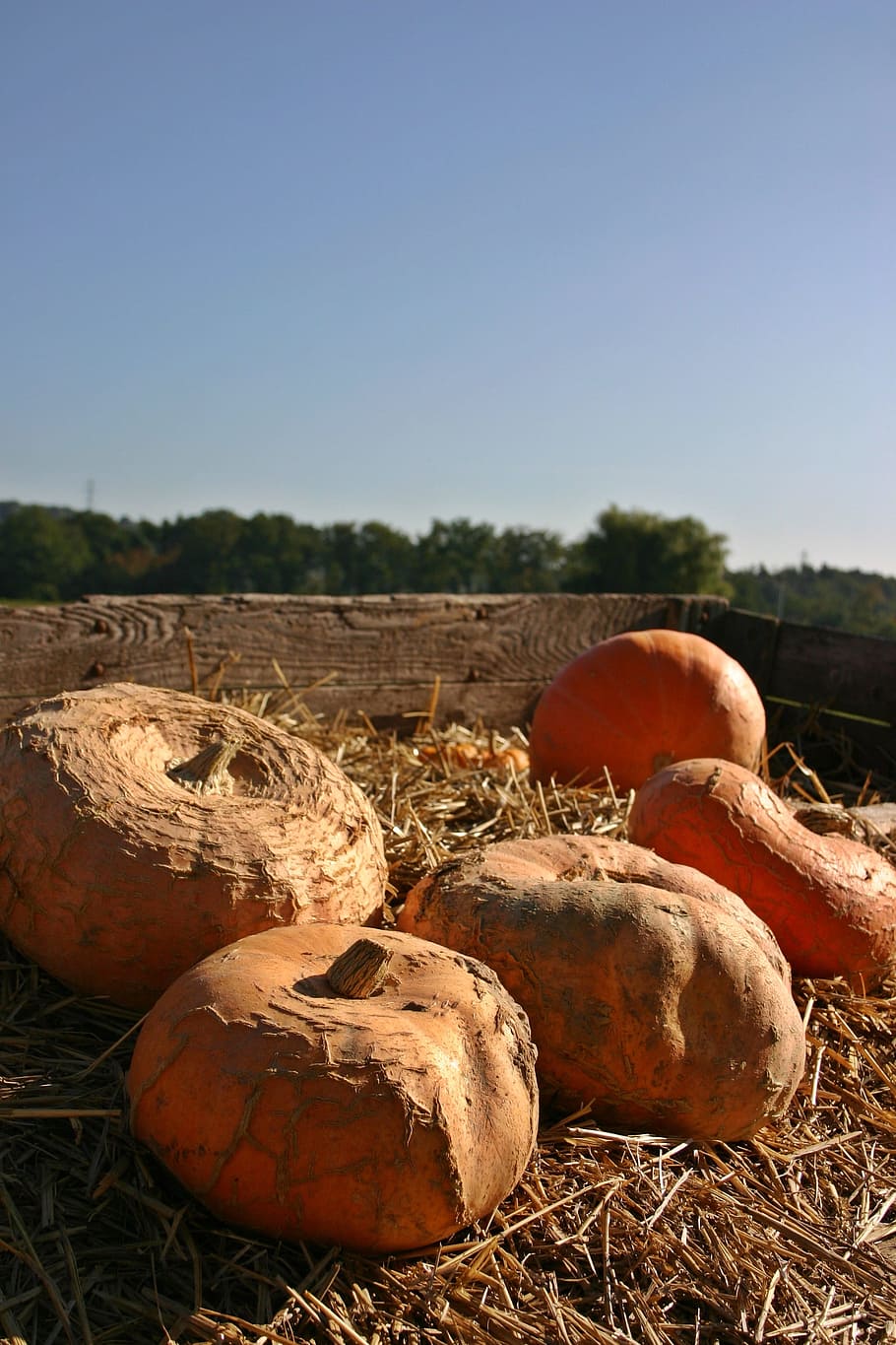 Pumpkin, Sale, Dare, Harvest, autumn, thanksgiving, september, HD wallpaper
