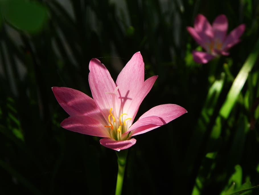 Flower, Light, Spring, Nature, summer, blossom, green, natural HD wallpaper