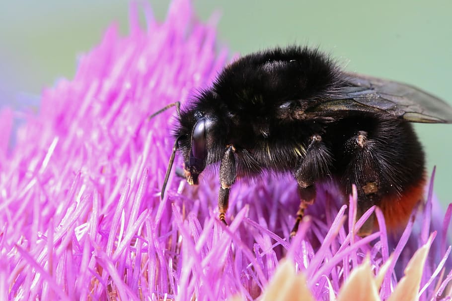 bourdon, insect, macro, forage, flower, nature, flowering plant HD wallpaper
