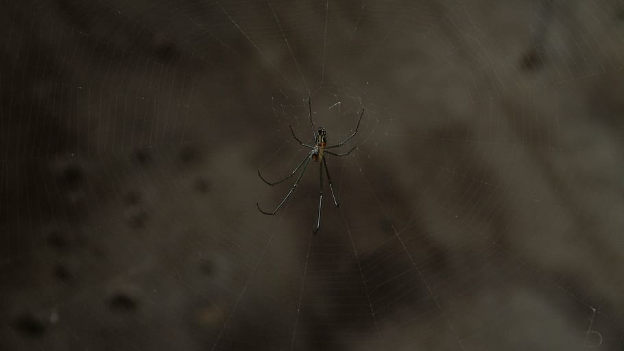 spider, cobweb, network, background, wallpaper, close-up, fragility HD wallpaper
