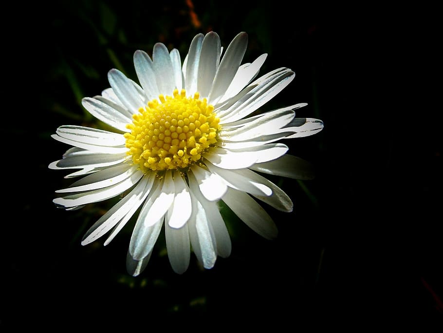 white Shasta daisy flower macro photography, tender, small HD wallpaper