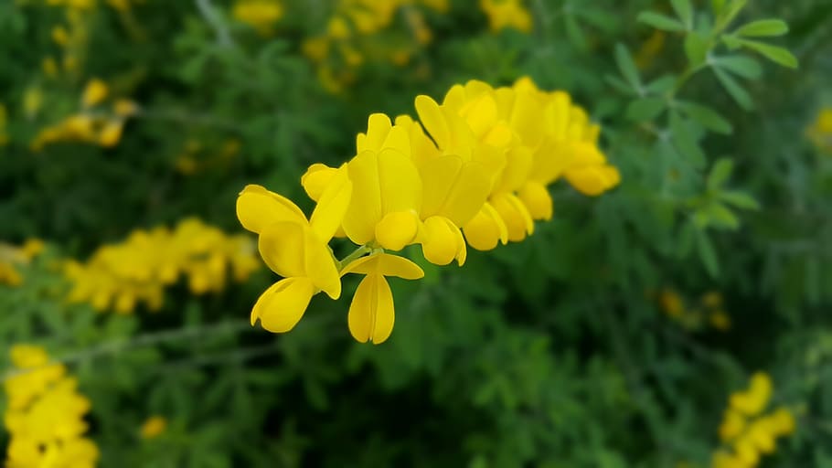 spring, flowers, nature, yellow, flowering plant, vulnerability HD wallpaper