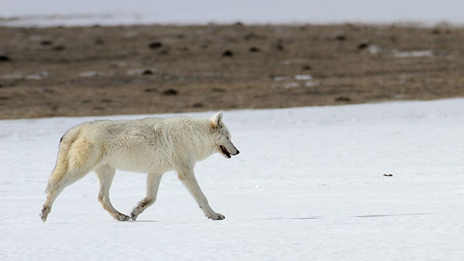 photo of white wolf walking on snow, canine, winter, cold, mammal HD wallpaper