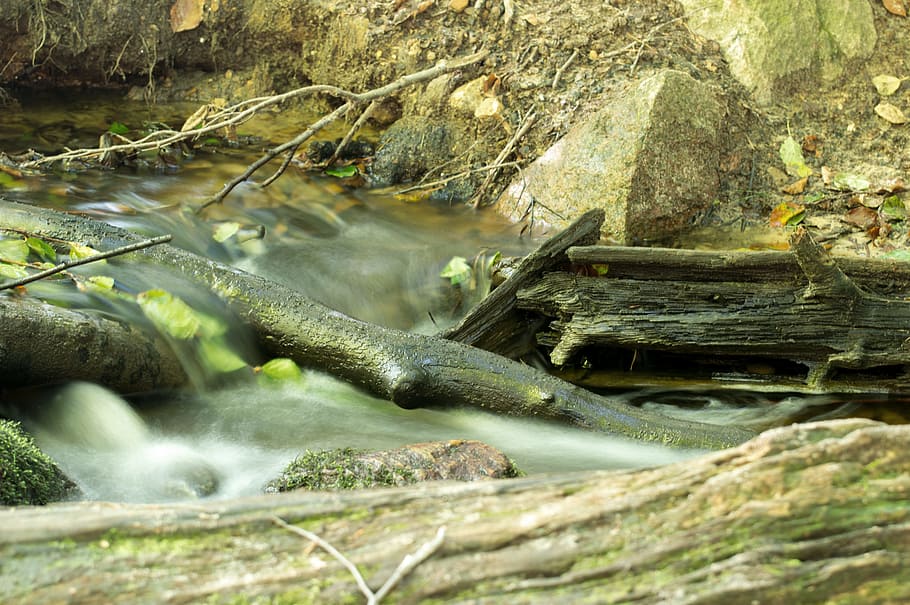 fluent, bach, nature, waters, forest, natural stream, brown HD wallpaper