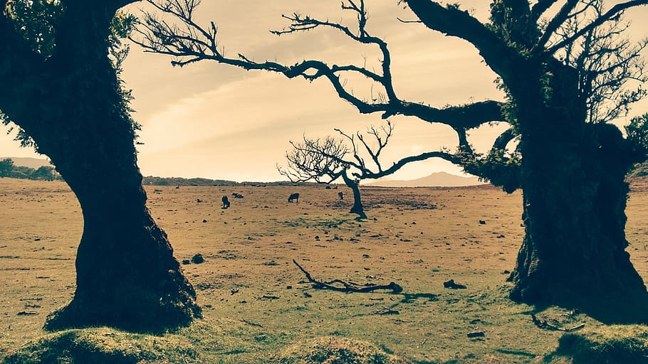 trees, field, animals, grass, outdoors, nature, sky, plant HD wallpaper