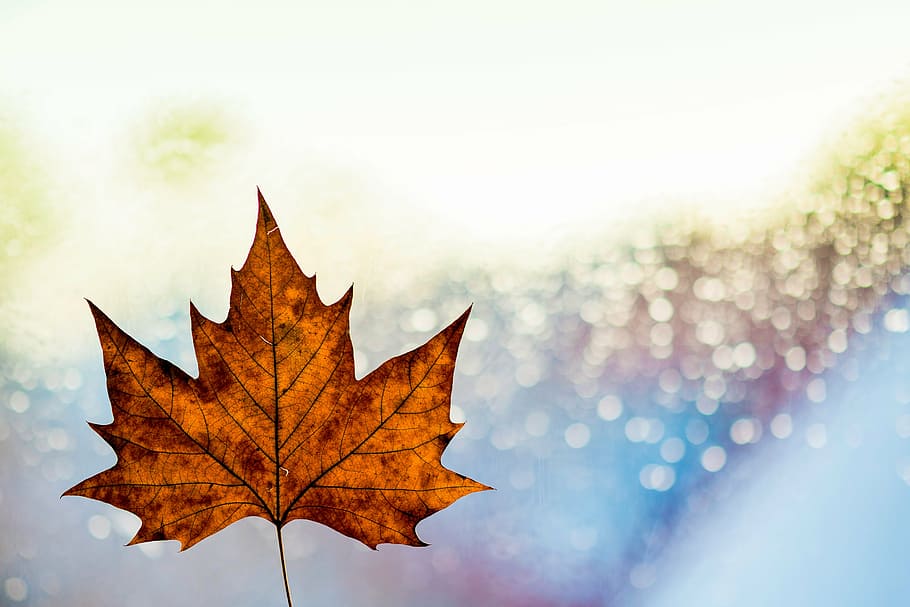 palmate leaf digital wallpaper, maple, selective, photography HD wallpaper