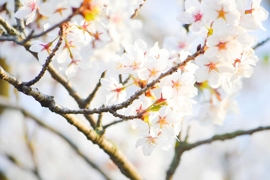 white petaled flower plant, closeup photography of white cherry blossoms HD wallpaper