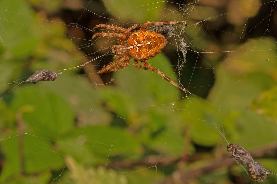spider, cobweb, prey, fly, close, macro, arachnid, spider web HD wallpaper