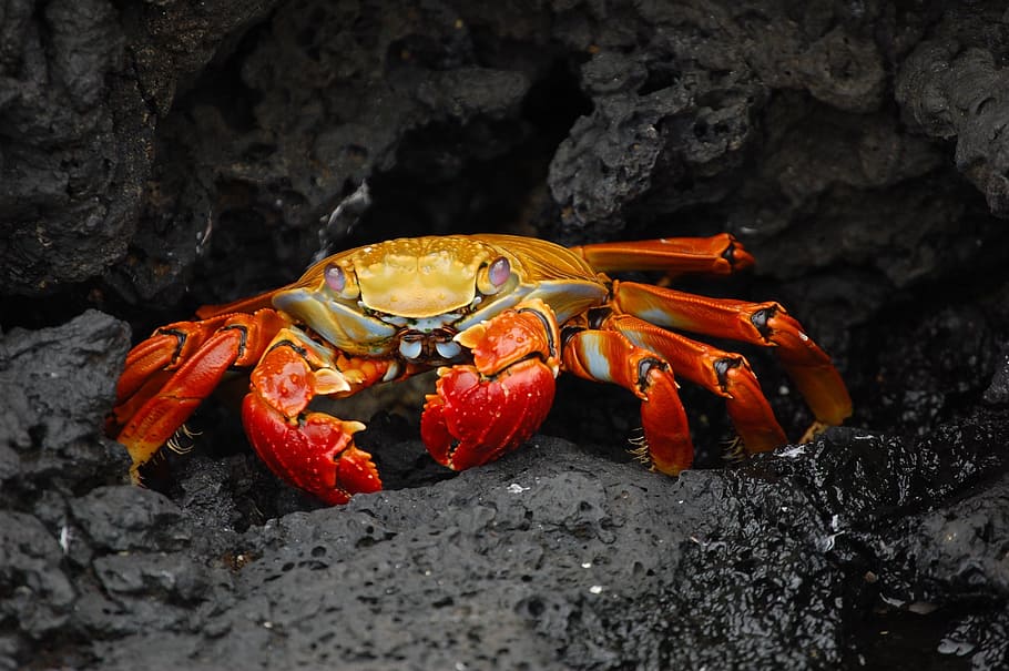 animal photography of red crab on rocks, red klippenkrabbe, grapsus grapsus, HD wallpaper
