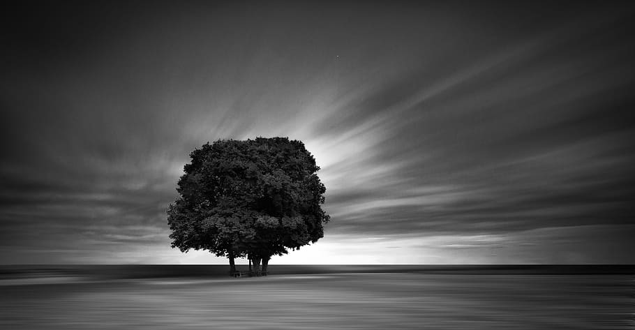 grayscale photography of tree, grayscale photo of tree, landscape HD wallpaper