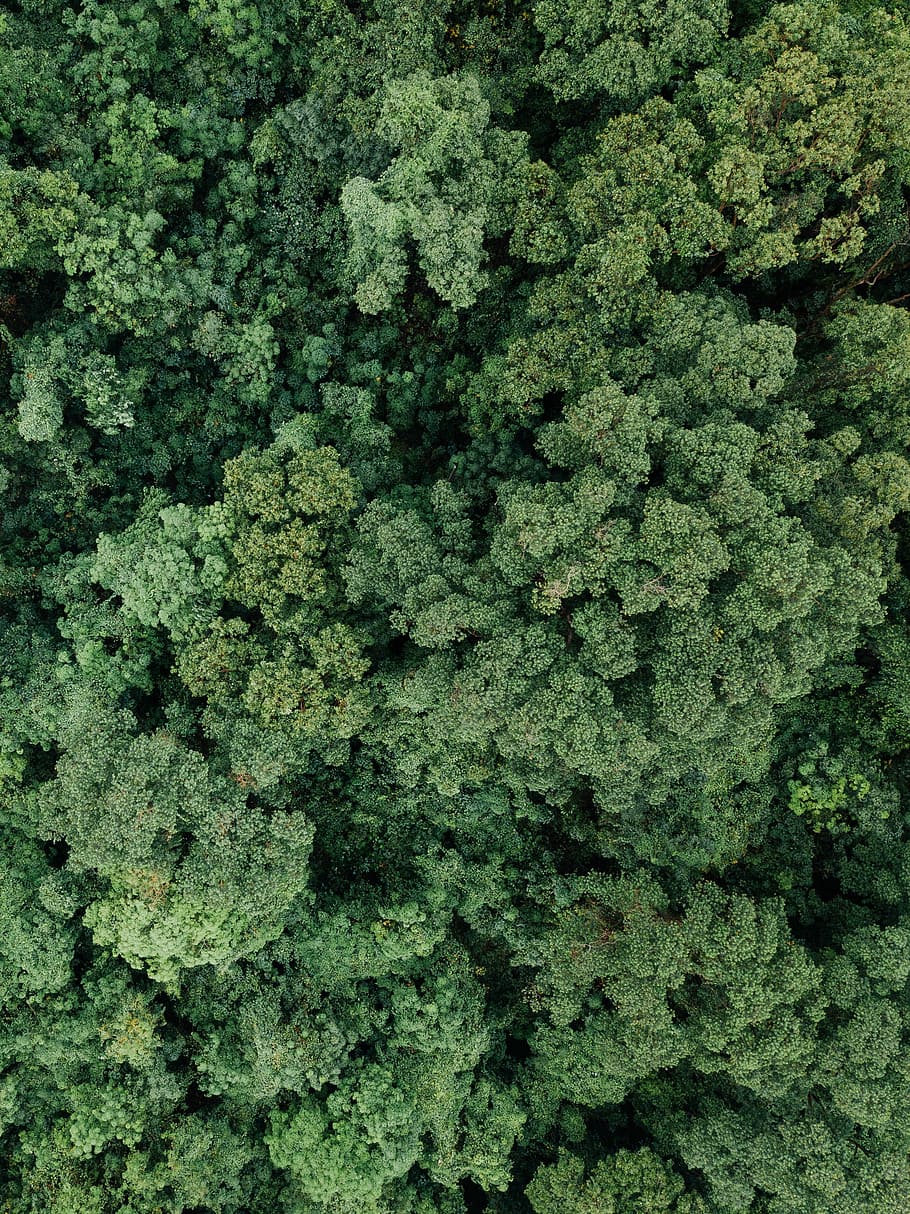 aerial photography of green forest, top view of green leafed tree