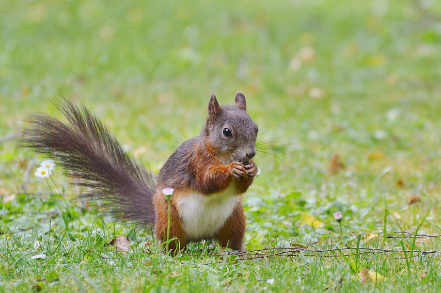 Squirrel, Nager, Rodent, Cute, Nature, cheeky, animal, garden HD wallpaper