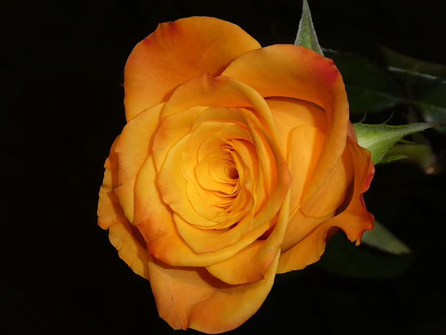 rose, close, blossom, bloom, yellow, orange, flower, flowering plant HD wallpaper