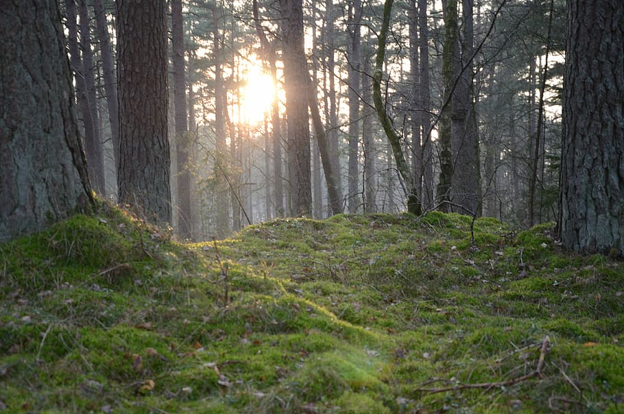 nature, tree, wood, panoramic, environmental, forest, land HD wallpaper
