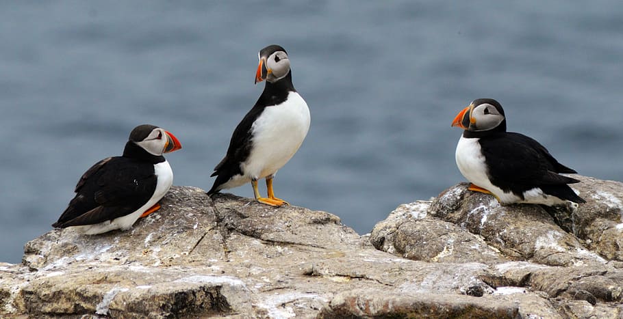three white-and-black puffin birds on a rock, three Atlantic puffins on rock, HD wallpaper