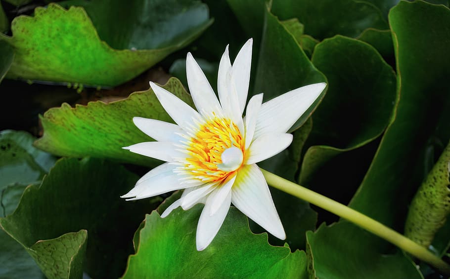 waterlily, white, lotus, pond, flora, nature, leaf, flower
