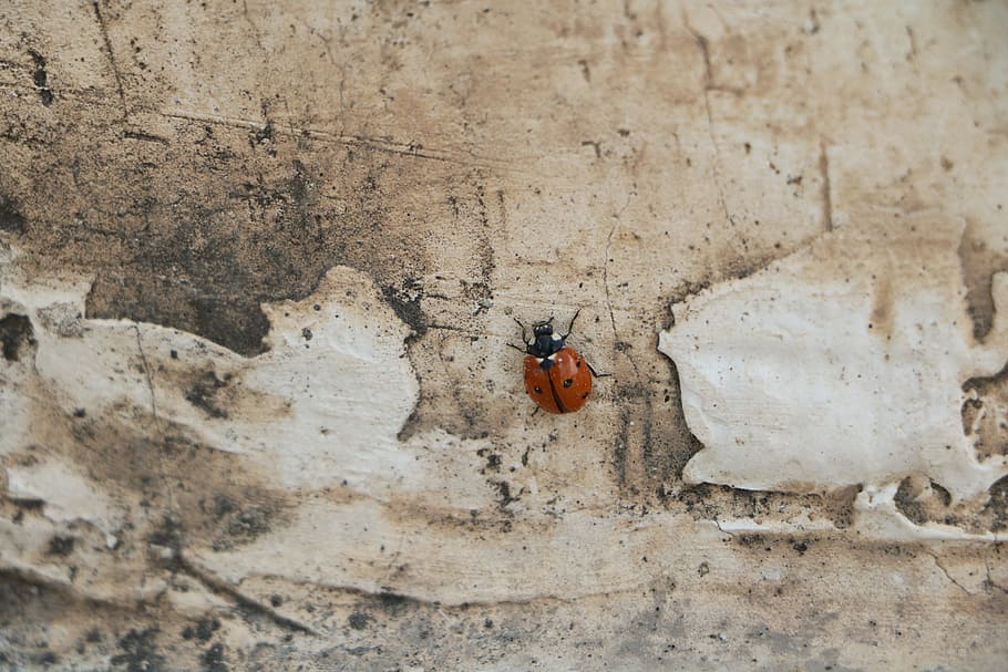 Wall, Insect, Ladybird, Ladybug, animal, nature, macro, backgrounds HD wallpaper