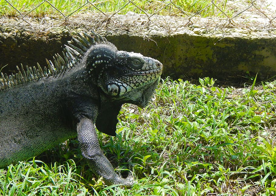 iguana, reptile, dinosaur, lizard, animal, reptiles, skin, scales HD wallpaper