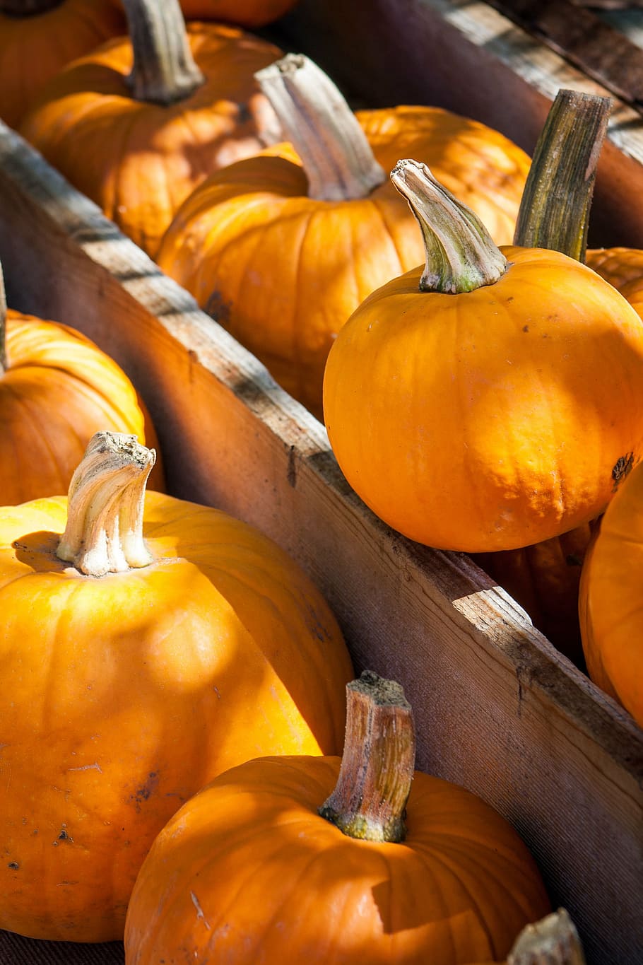 halloween, pumpkins, autumn, fall, orange, october, harvest HD wallpaper