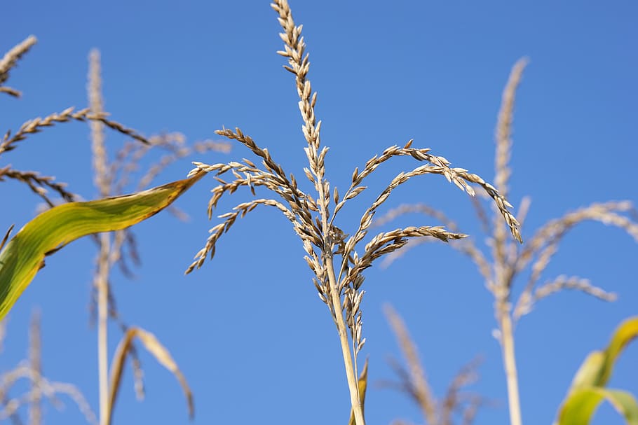 corn, plant, field, sky, summer, nature, seeds, cereals, arable HD wallpaper