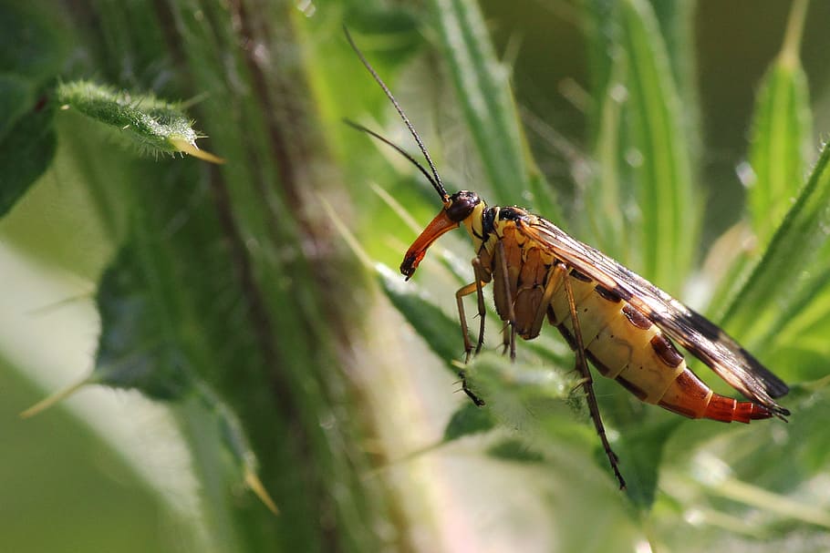 insect, macro, close, thistle, communis, animal themes, animal wildlife HD wallpaper