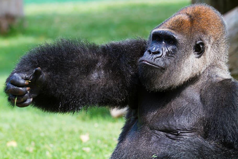 animals, nature, monkey, gorilla, primate, zoo, mammal, ape HD wallpaper