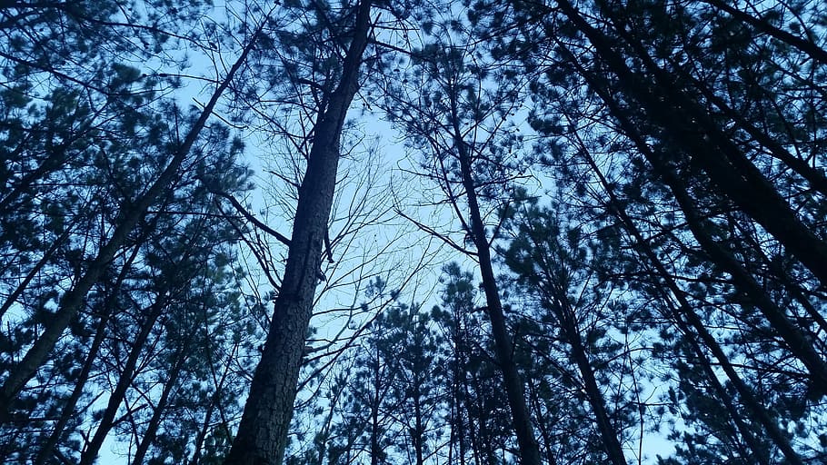 Tree, Pine, Nature, Forest, trees, sky, landscape, trunk, tree trunk HD wallpaper