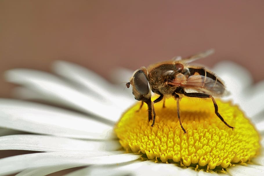 honey bee perching on white and yellow petaled flower in close-up photography HD wallpaper