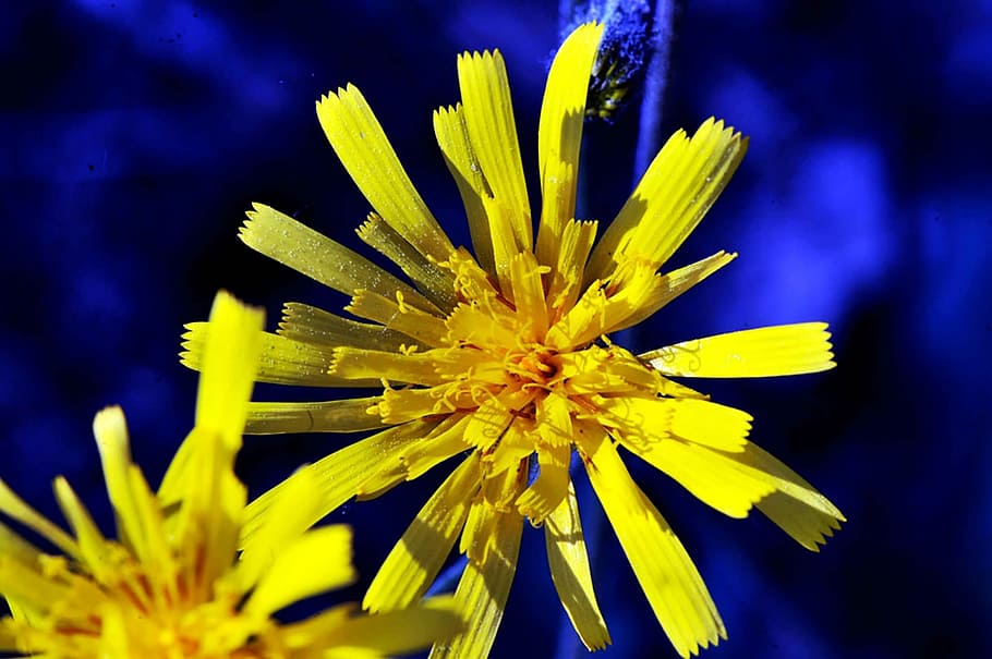 nature, flower, flowering plant, yellow, beauty in nature, freshness HD wallpaper