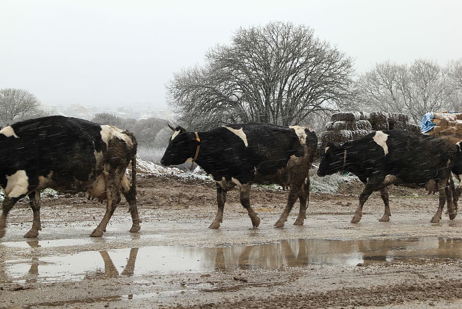 Turkey, Cold, Snow, Wet, Cow, Animals, animal themes, animals in the wild HD wallpaper