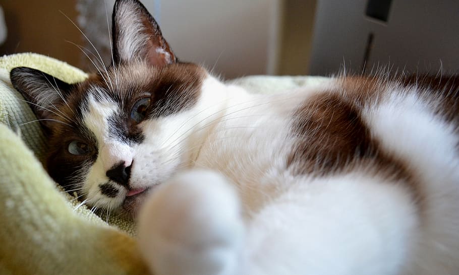 cat, siamese, mix, pet, feline, fur, domestic, animal, cute HD wallpaper