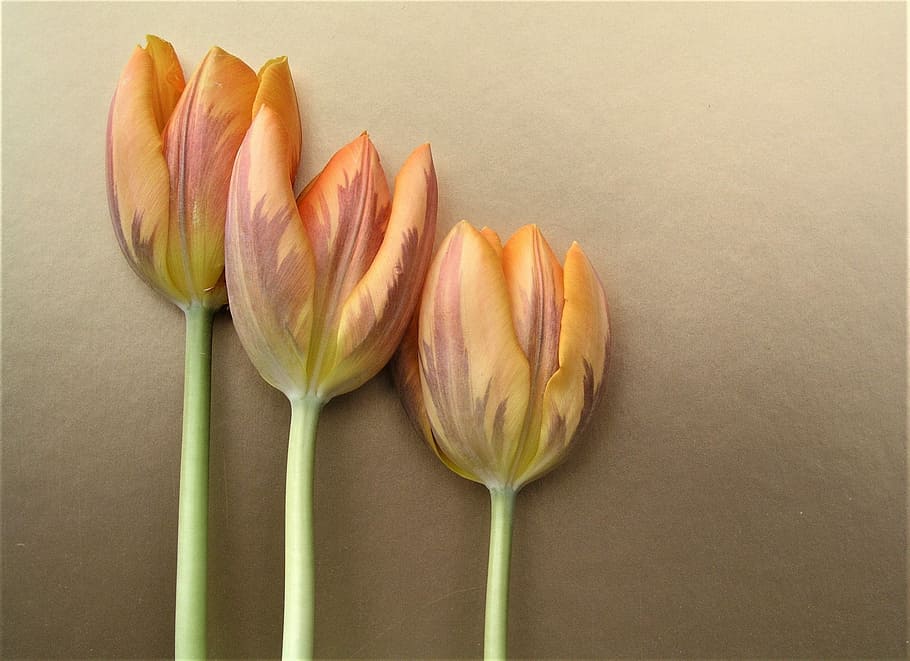 tulip, flower, nature, easter, petal, flora, flowering plant HD wallpaper